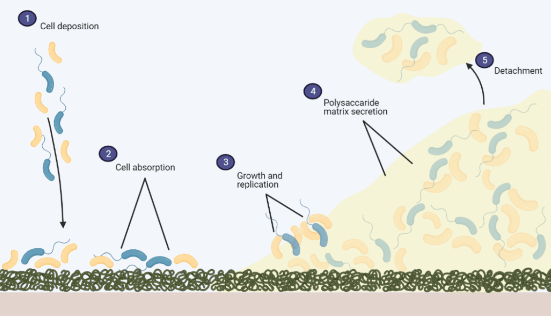 Evolution of biofilm