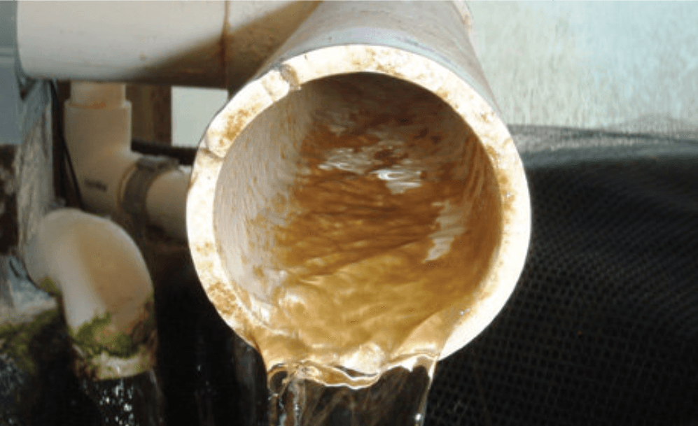 Biofilm in pipe